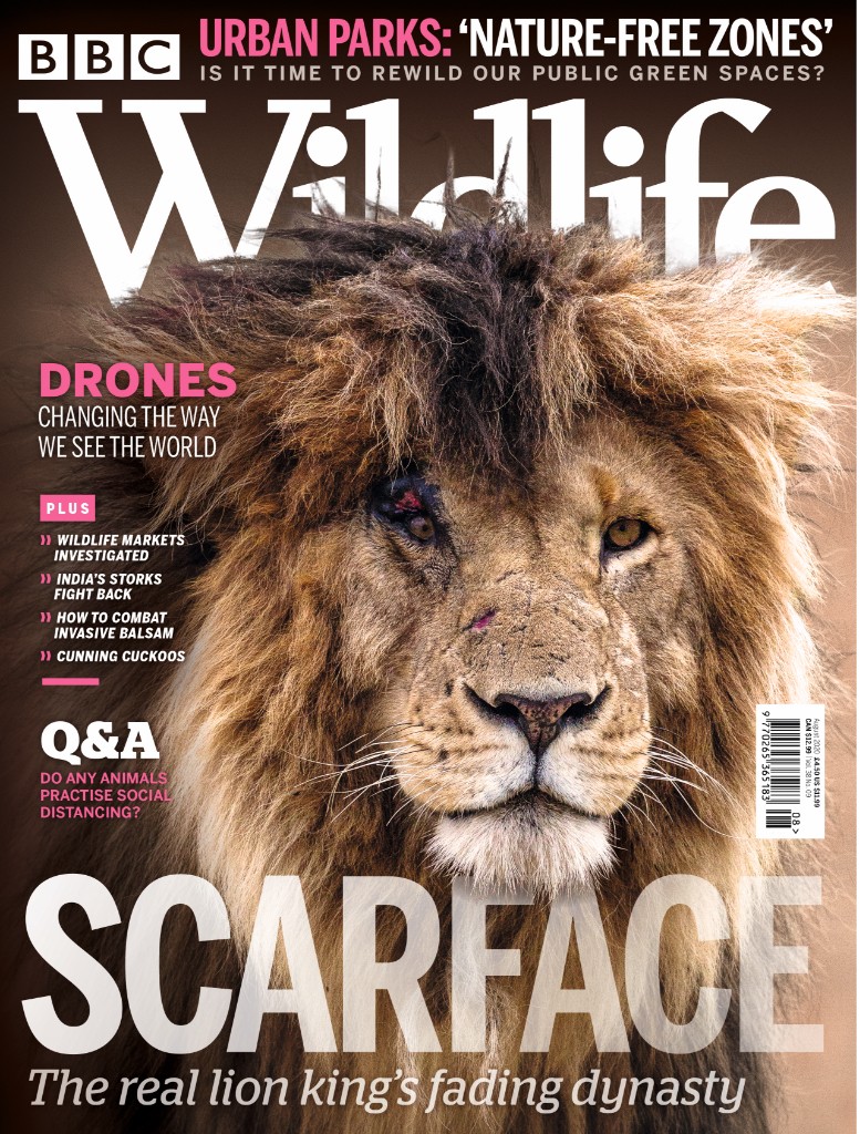 BBC Wildlife