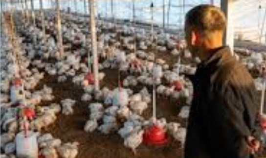Poultry Farm Industry