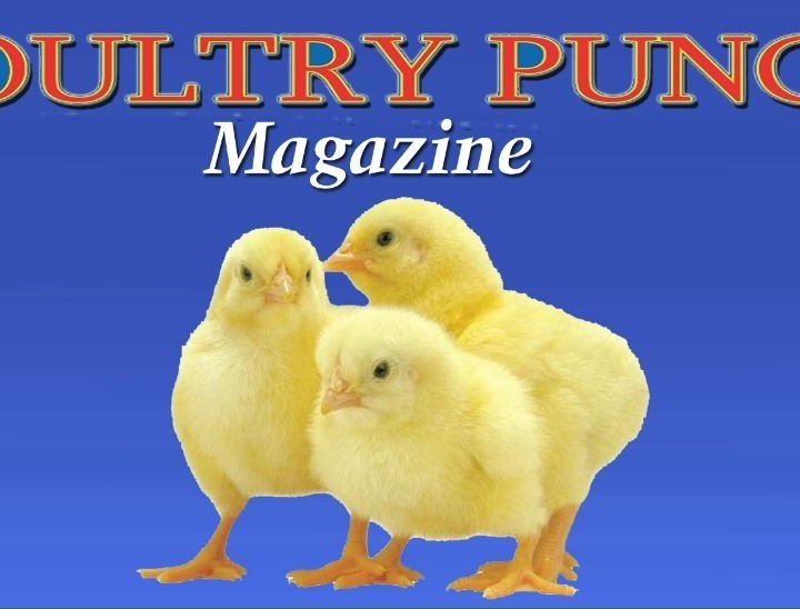 Poultry Punch Magazine